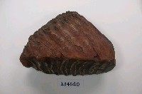 藏品(象臼齒(模))的圖片